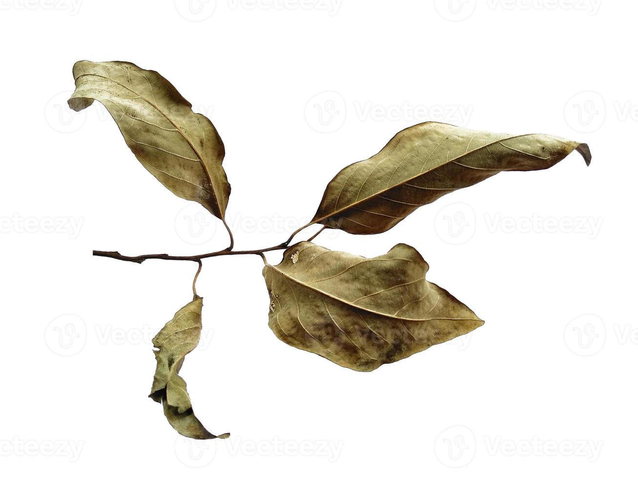 Brown leaf background. Old leaf texture. Dry brown leaves. Old leaf on white background photo