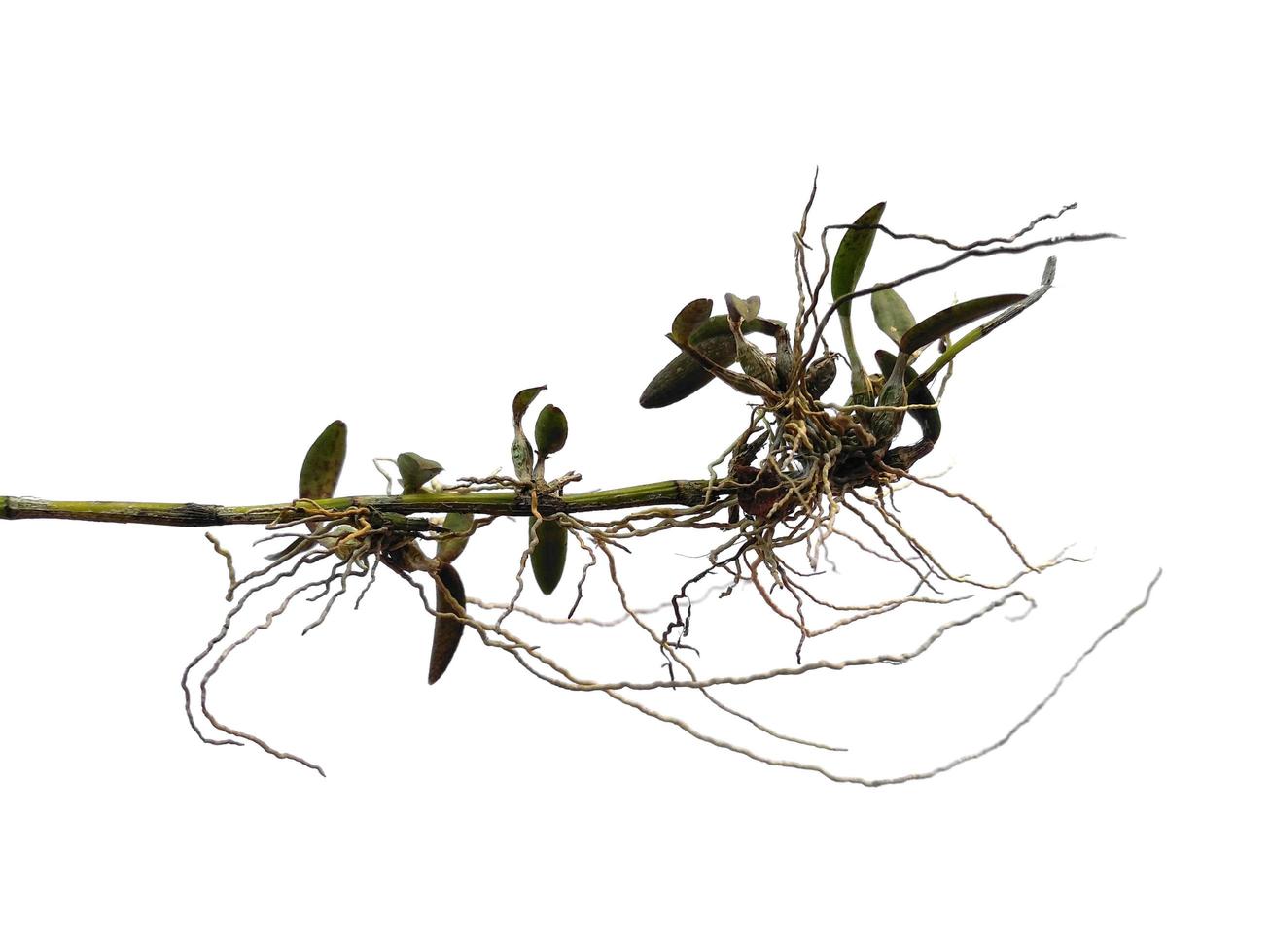 Orchid tree on white background. Orchid with green leaf photo