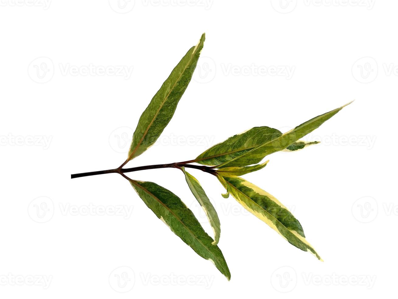 Green leaf on white background. Tree with green leaves. photo