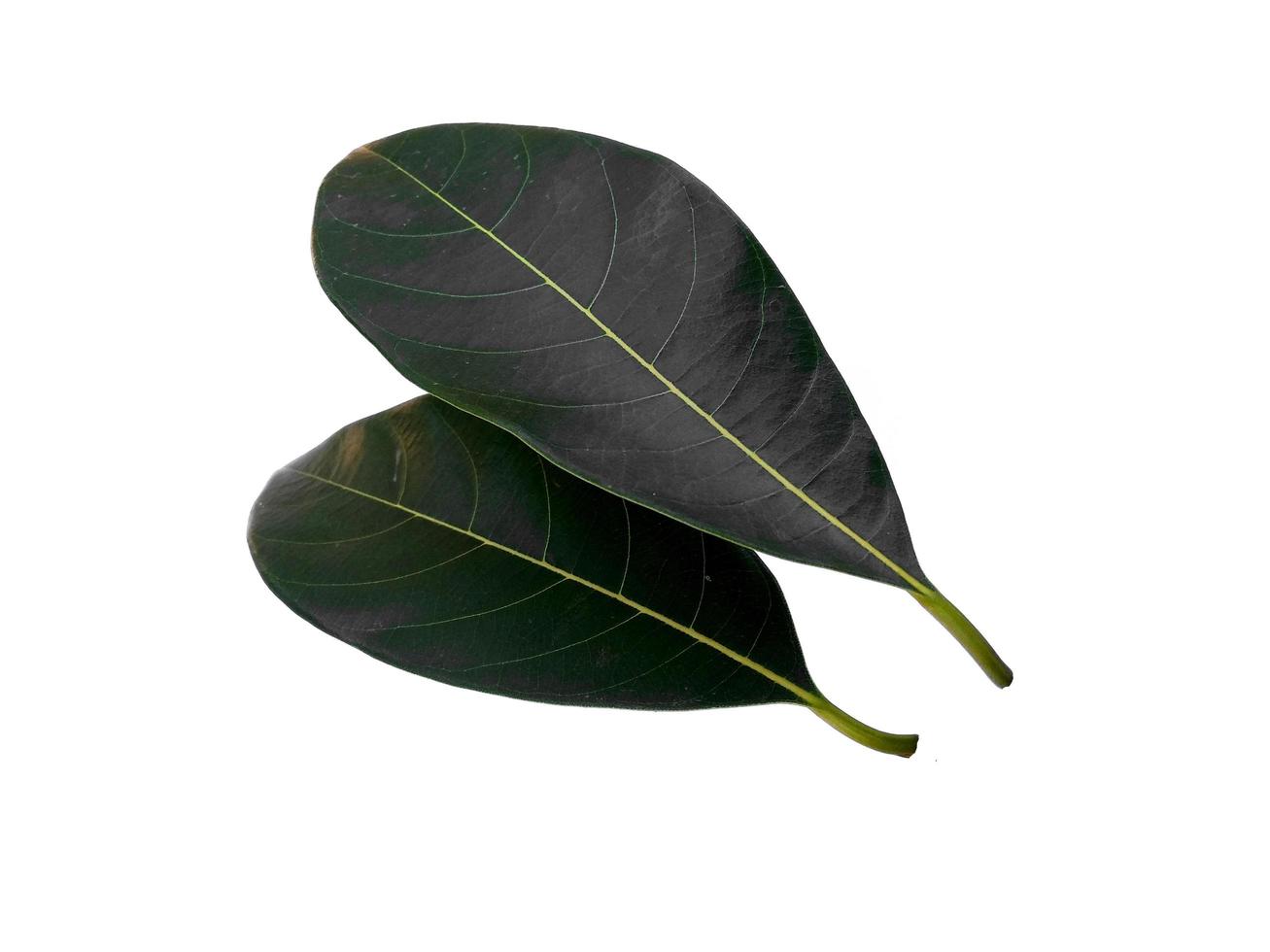 jackfruit leaf Isolated on white background photo