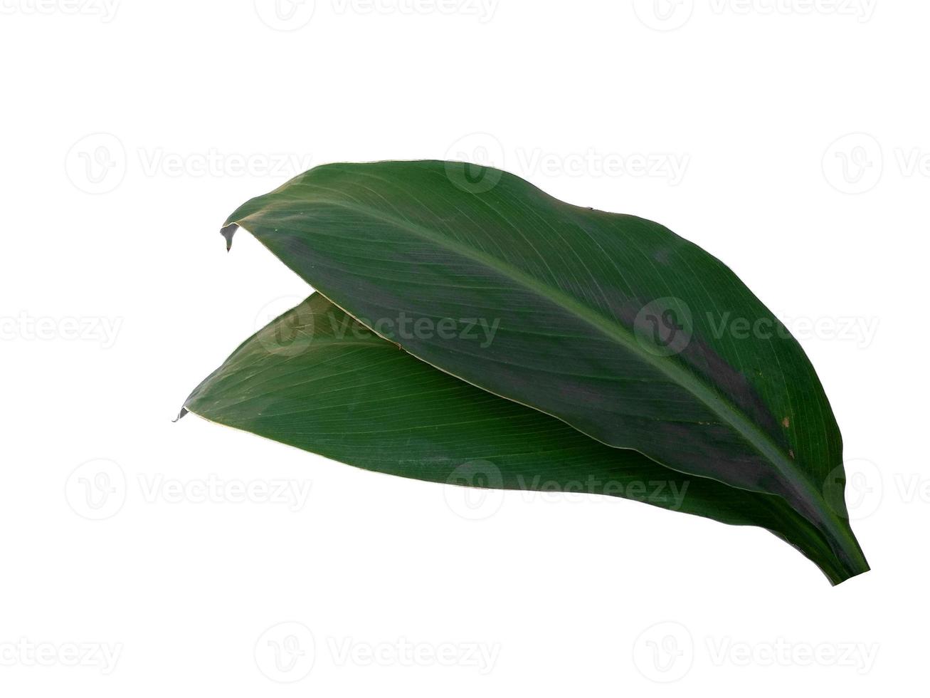 Canna indica leaf on white background. Tree with green leaves photo