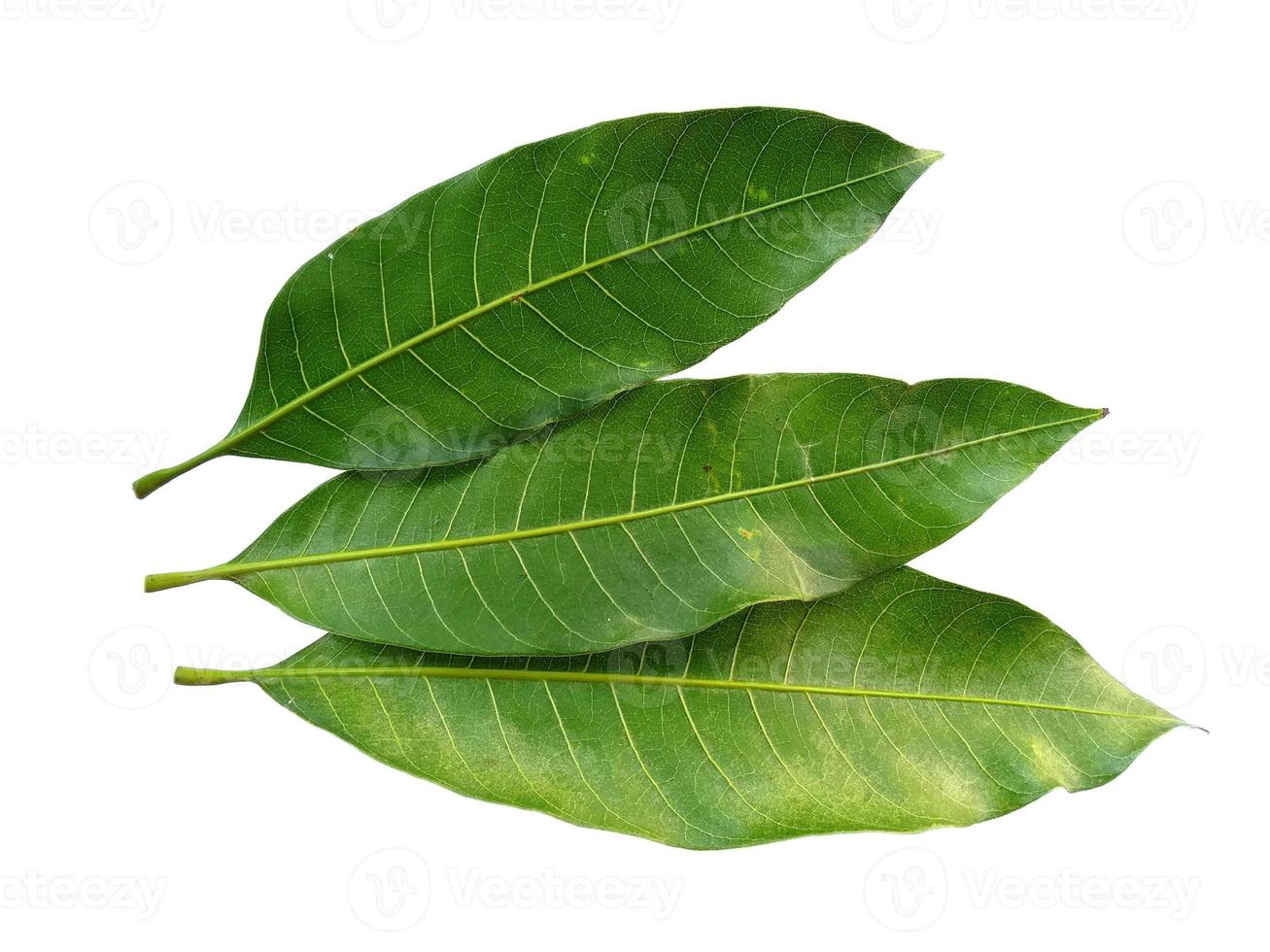 Mangifera indica or mango Green leaf on white background photo