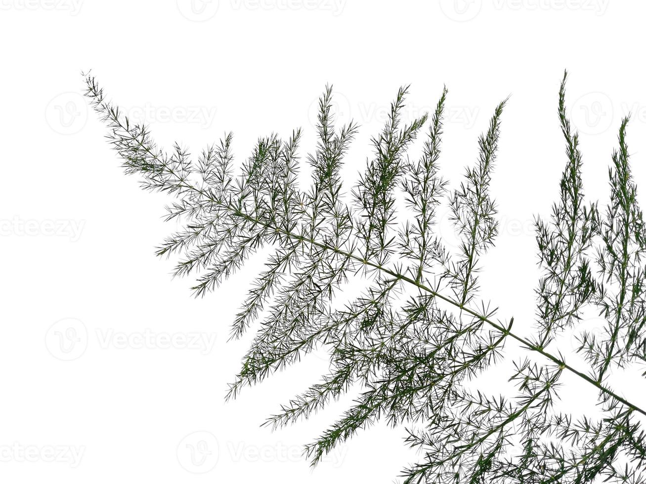 Green leaves isolated on white background. Plants with green leaves photo