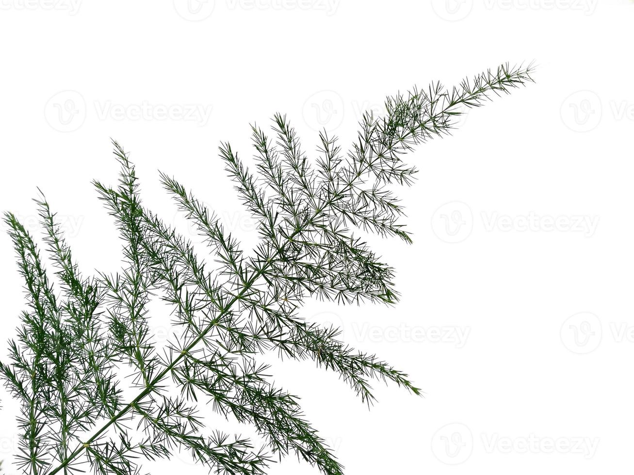 Green leaves isolated on white background. Plants with green leaves photo