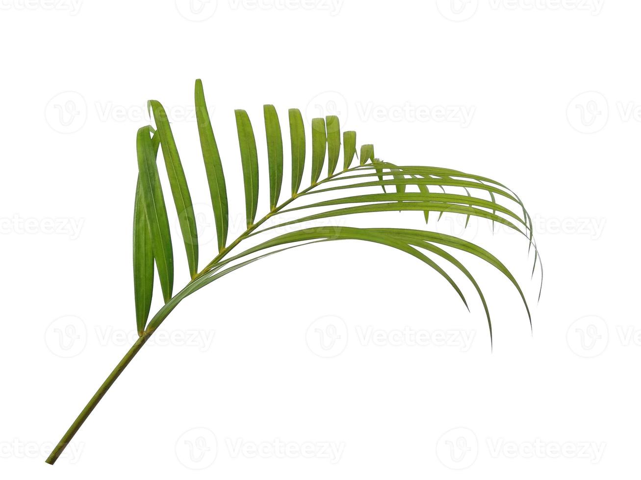 hojas frescas de palma de bambú o hoja de palma sobre fondo blanco foto