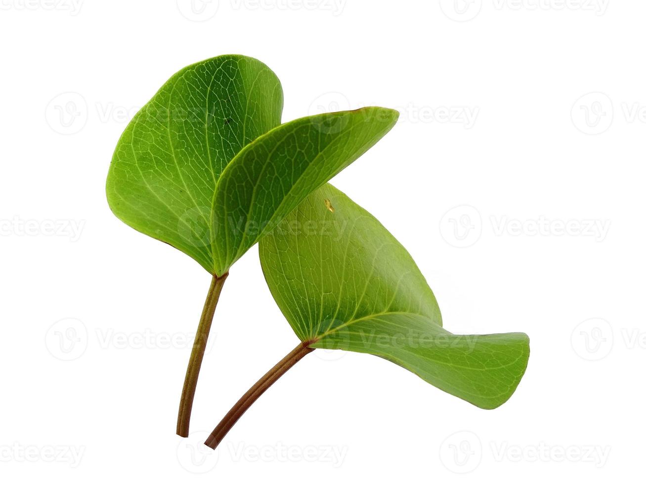 Hojas de ipomoea pes-caprae o hoja de la gloria de la mañana de la playa aislada sobre fondo blanco foto