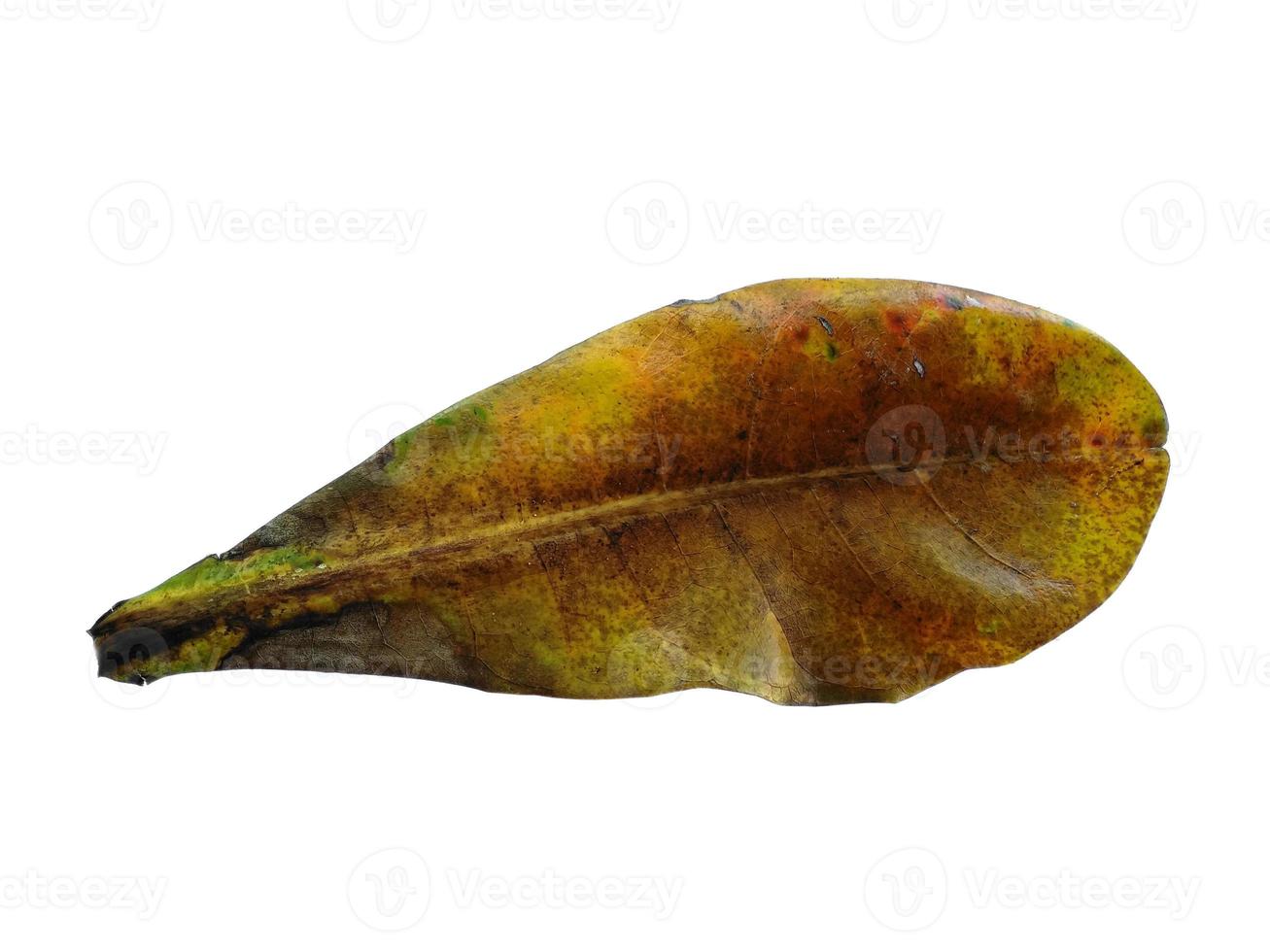 hojas de almendras marinas o hojas de terminalia catappa aisladas sobre fondo blanco foto