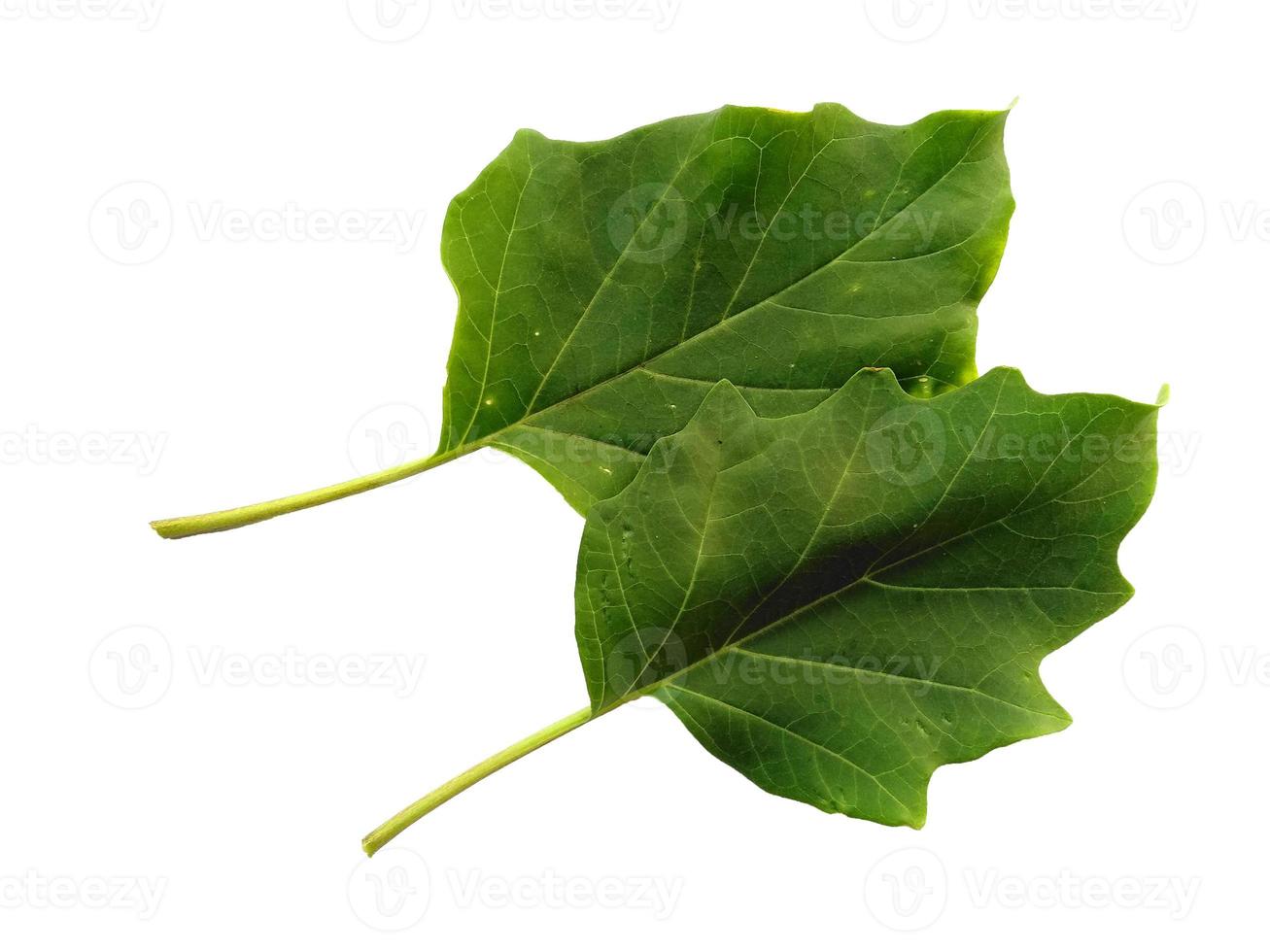 Ricinus communis leaf Isolated on white background photo