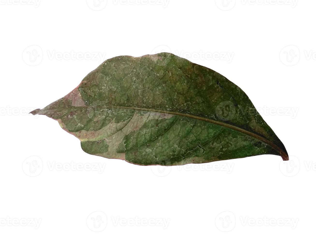 Green leaf on white background photo