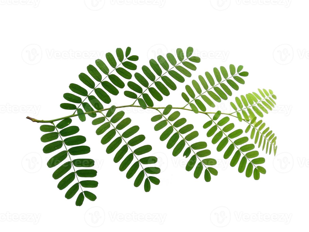 Green leaf or tree on white background photo
