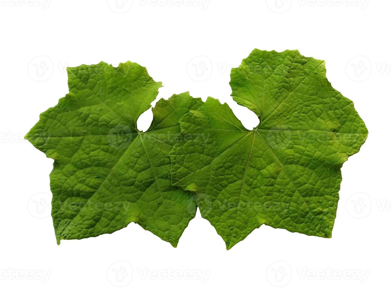 árbol verde u hoja aislado sobre fondo blanco foto