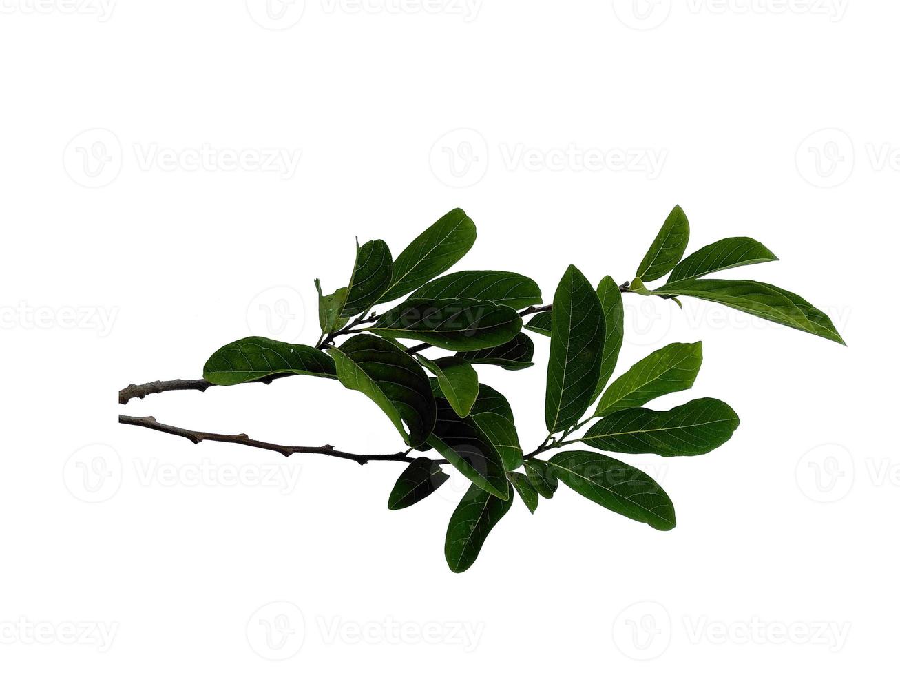 Sugar apple or Annona squamosa leaf on white background photo