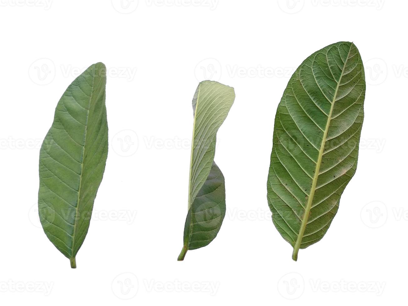 Psidium guajava leaf or guava leaves Isolated on white background photo