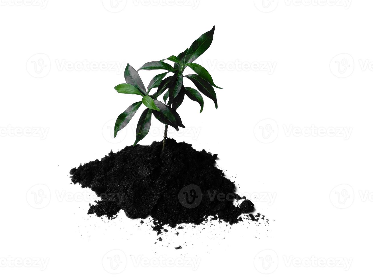 Small plant on pile of soil. Young plant in soil humus on a white background photo