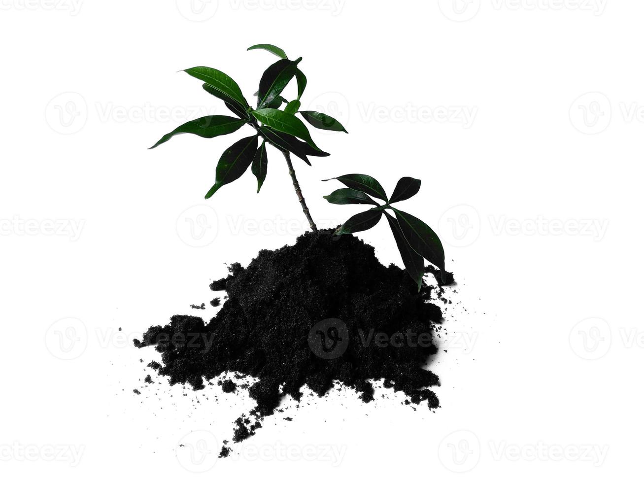 Small plant on pile of soil. Young plant in soil humus on a white background photo