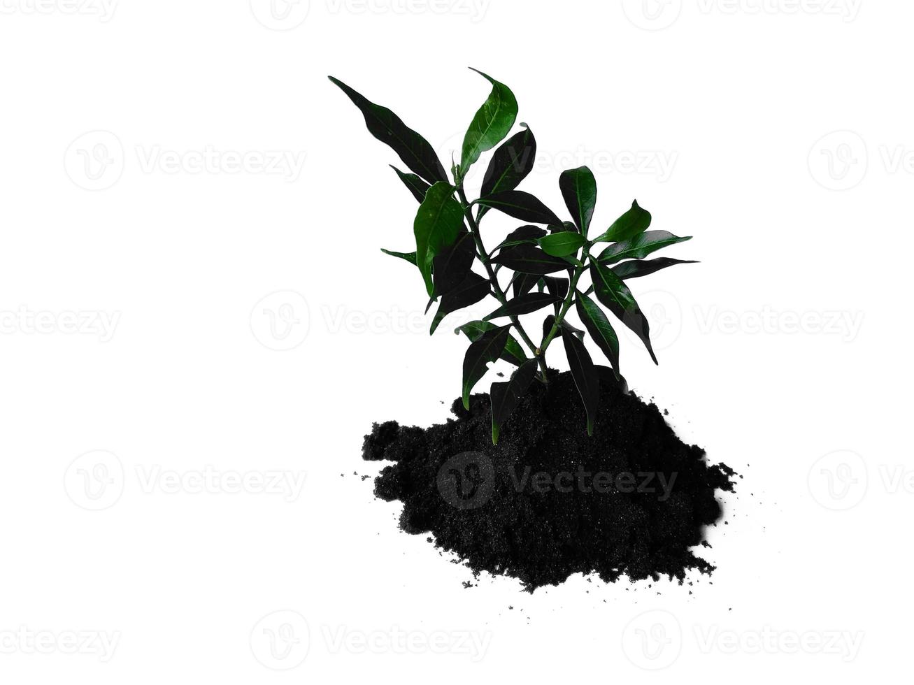 Small plant on pile of soil. Young plant in soil humus on a white background photo