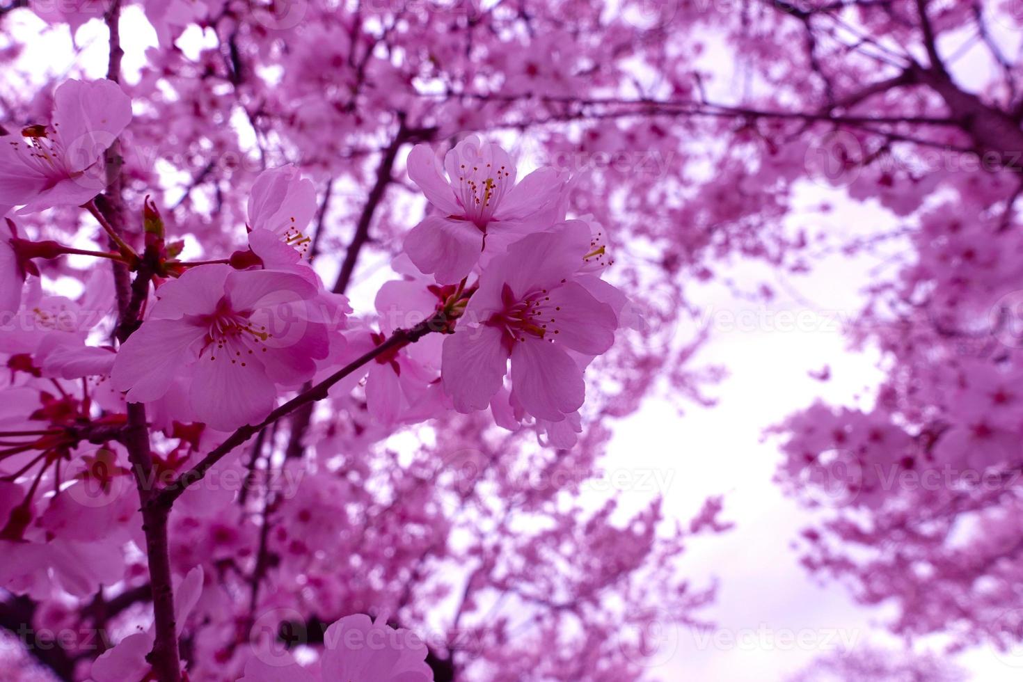 Bright pink cherry blossoms. Japanese SAKURA flowers photo