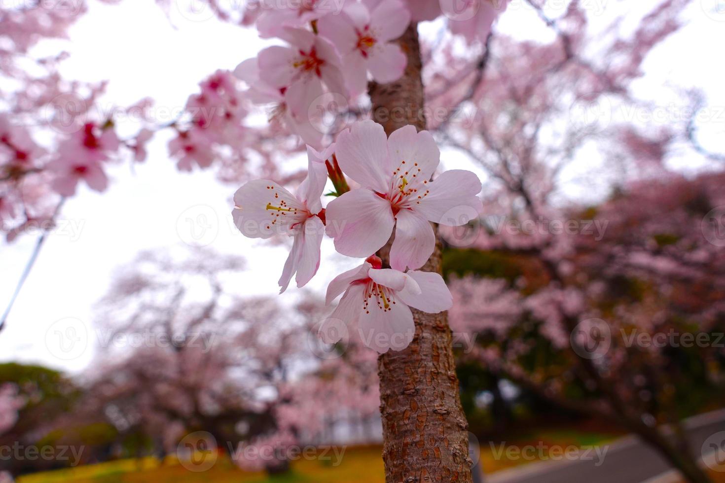 Macro cherry blossoms. photo