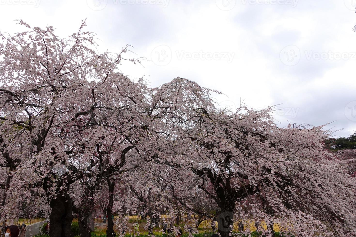 Japanese cherry blossoms and the sky. photo