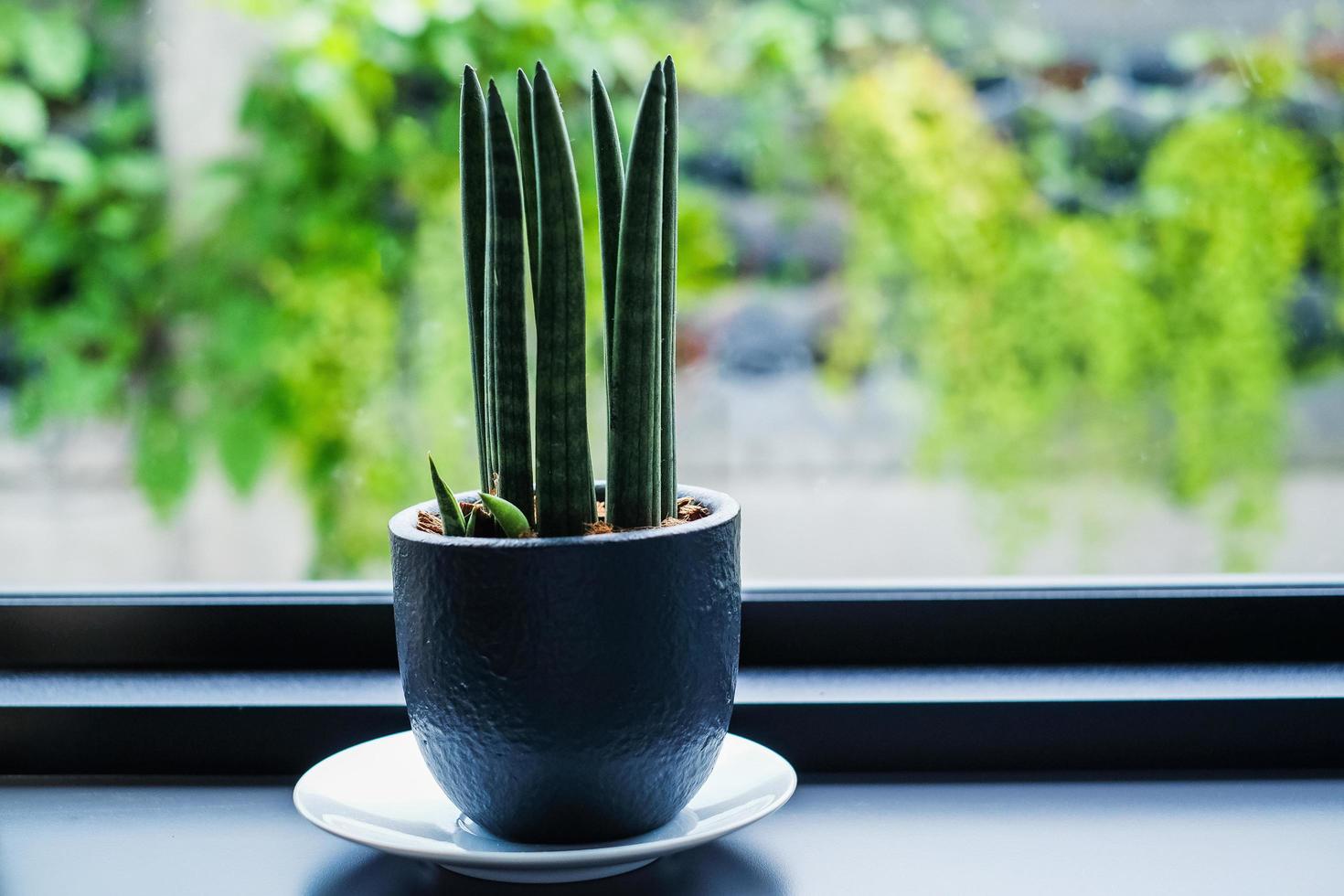 The Sansevieria stuckyi in black pot. Indoor and air purify plant near the window glass in the cafe. Minimalist style decoration in coffee shop. photo