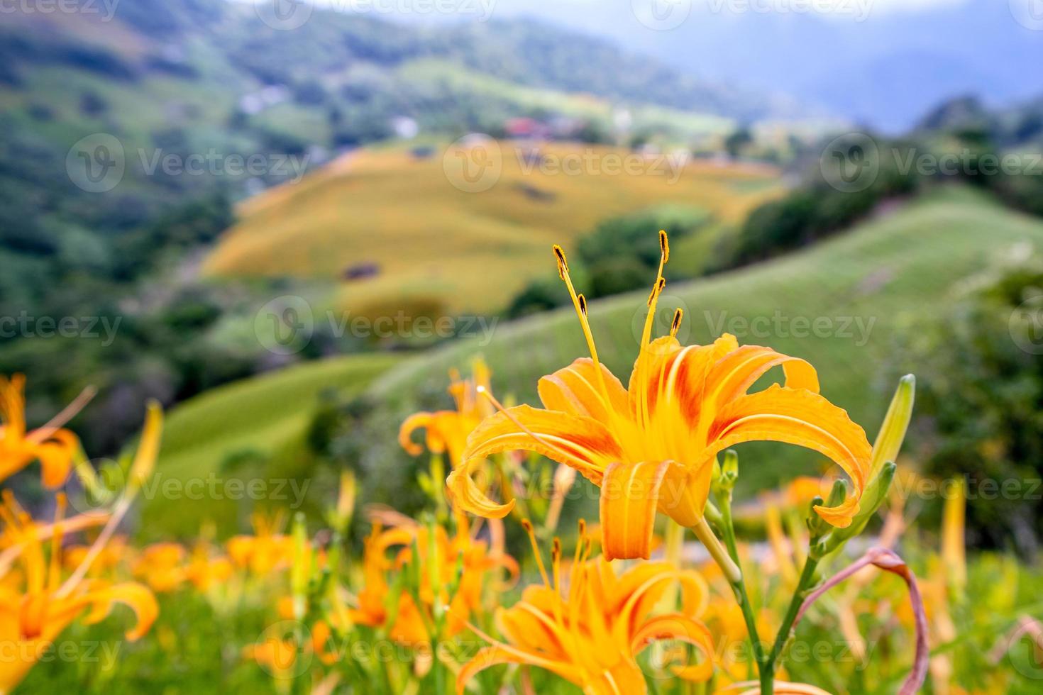 Beautiful orange daylily flower farm on Sixty Rock Mountain Liushidan mountain with blue sky and cloud, Fuli, Hualien, Taiwan, close up, copy space photo