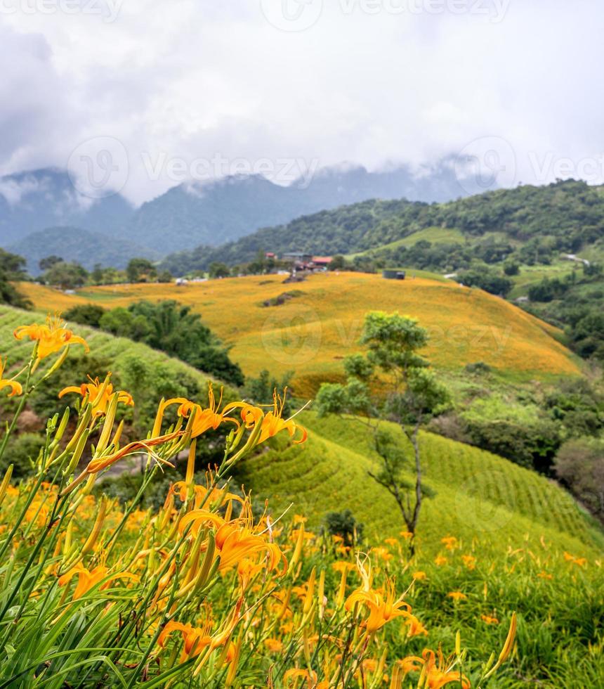 Beautiful orange daylily flower farm on Sixty Rock Mountain Liushidan mountain with blue sky and cloud, Fuli, Hualien, Taiwan, close up, copy space photo