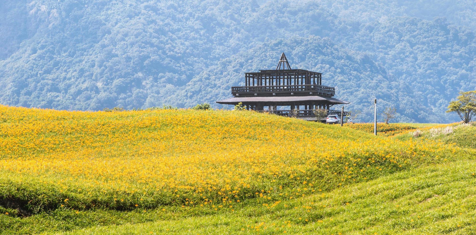 Beautiful orange daylily flower farm on Sixty Rock Mountain Liushidan mountain with blue sky and cloud, Fuli, Hualien, Taiwan, close up, copy space photo