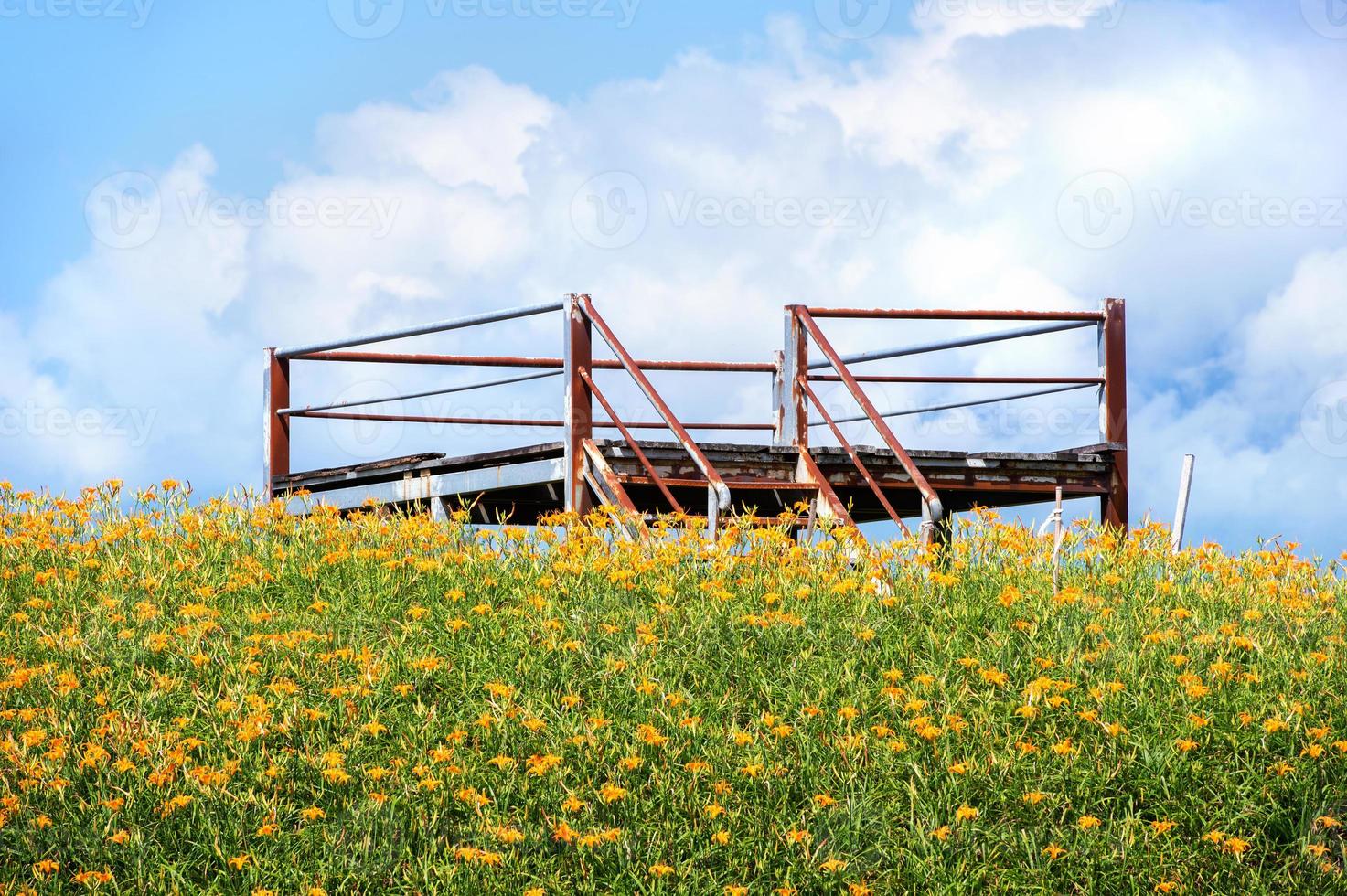 Beautiful orange daylily flower farm on Sixty Rock Mountain Liushidan mountain with blue sky and cloud, Fuli, Hualien, Taiwan, close up, copy space photo