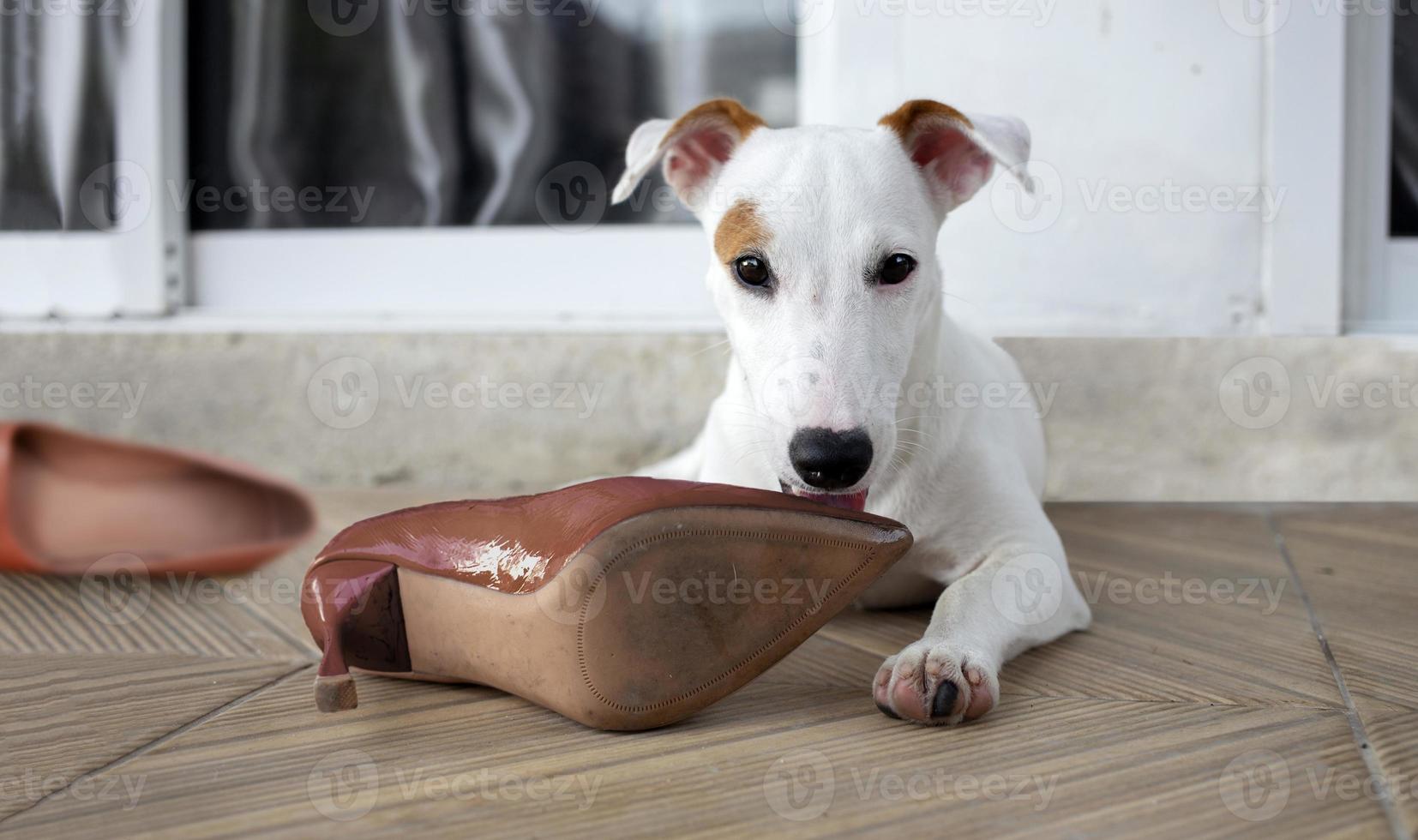mini puppy dog bitting high shoes in fron of home gate photo