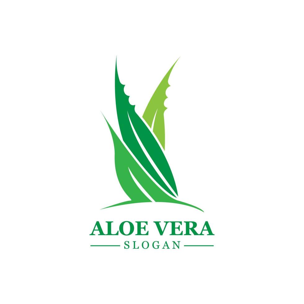 Green plant aloe vera logo vector icon symbol many benefits