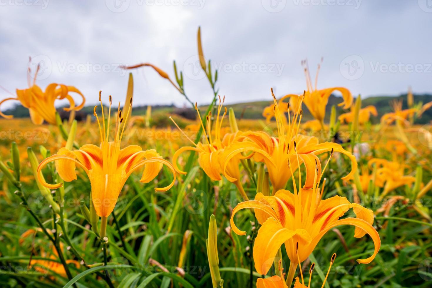 Beautiful orange daylily flower farm on Sixty Rock Mountain Liushidan mountain with blue sky and cloud, Fuli, Hualien, Taiwan, close up, copy space photo