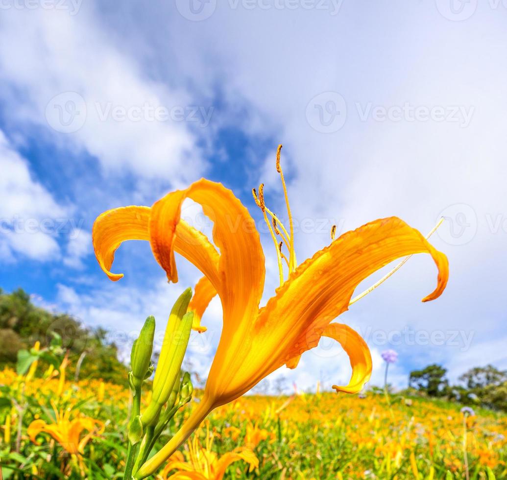 Beautiful orange daylily flower farm on Sixty Rock Mountain Liushidan mountain with blue sky and cloud, Fuli, Hualien, Taiwan, close up, copy space photo