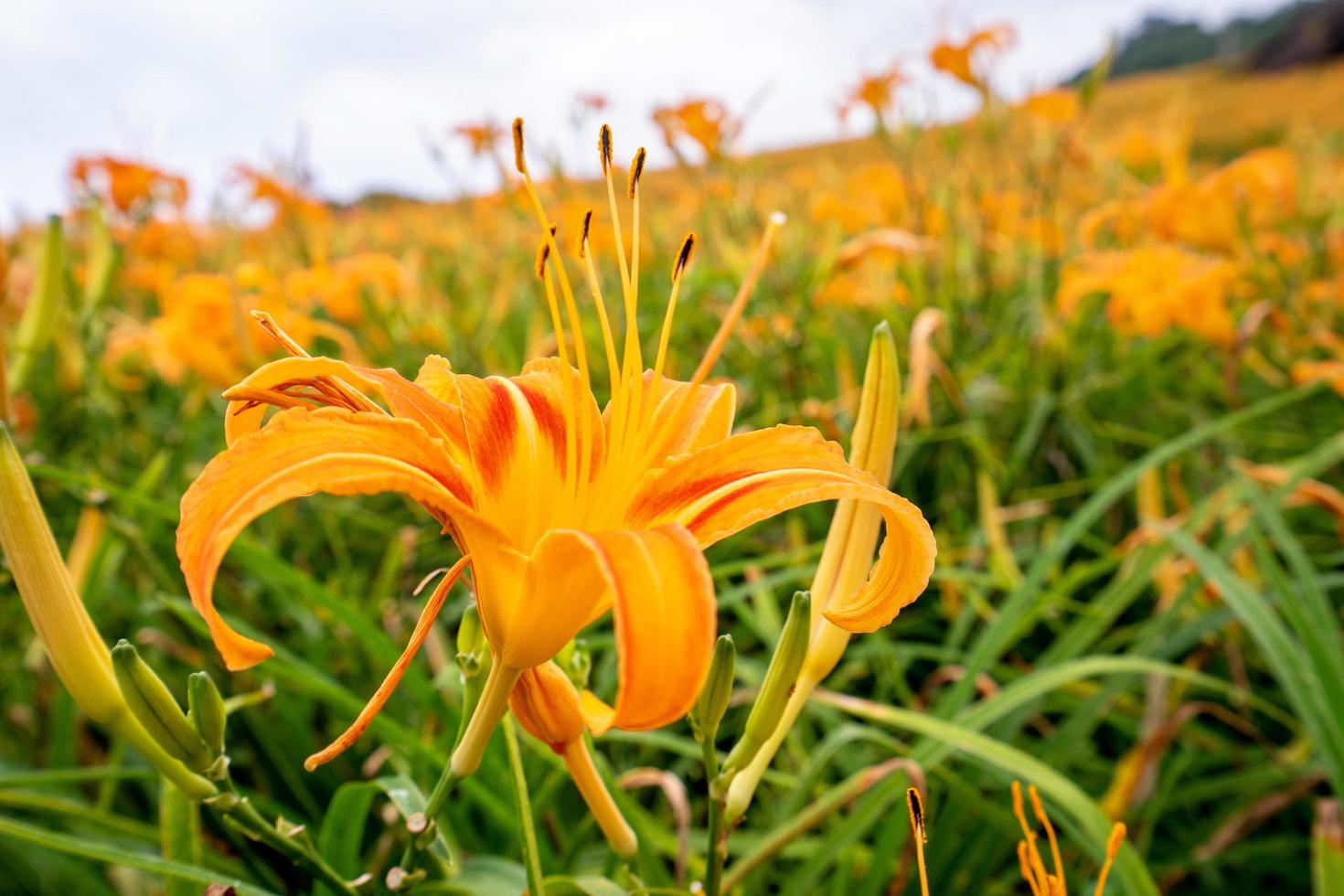 Beautiful orange daylily flower farm on Sixty Rock Mountain Liushidan mountain with blue sky and cloud, Fuli, Hualien, Taiwan, close up, copy space photo