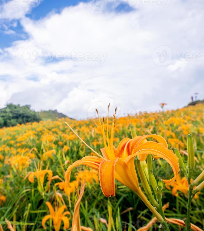 hermosa granja de flores de azucenas naranjas en la montaña liushidan de la montaña de sesenta rocas con cielo azul y nubes, fuli, hualien, taiwán, primer plano, espacio de copia foto