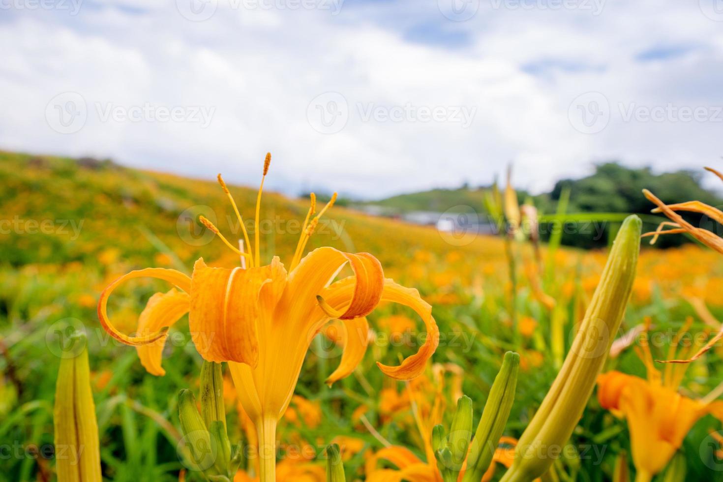 Beautiful orange daylily flower farm on Sixty Rock Mountain Liushidan mountain with blue sky and cloud, Fuli, Hualien, Taiwan, close up, copy space photo