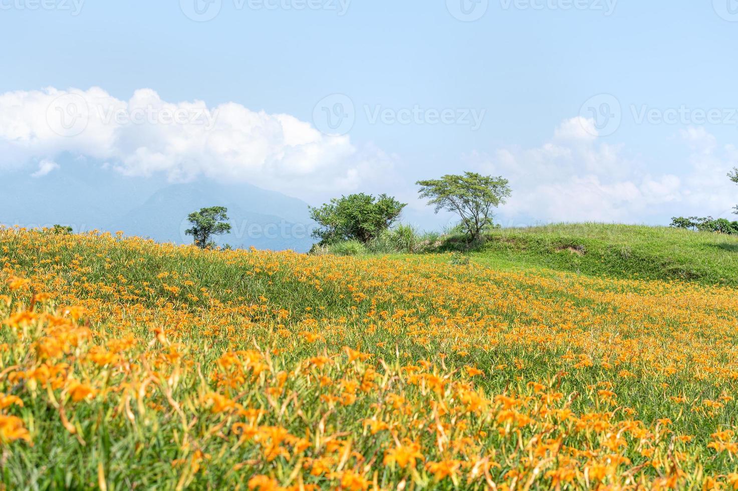 Beautiful orange daylily flower farm on Sixty Rock Mountain Liushidan mountain with blue sky and cloud, Fuli, Hualien, Taiwan, close up, copy space photo