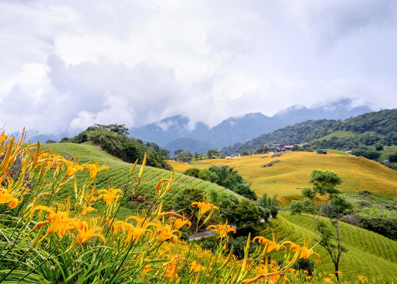 Beautiful orange daylily flower farm on Sixty Rock Mountain Liushidan mountain with blue sky and cloud, Fuli, Hualien, Taiwan, close up, copy space photo