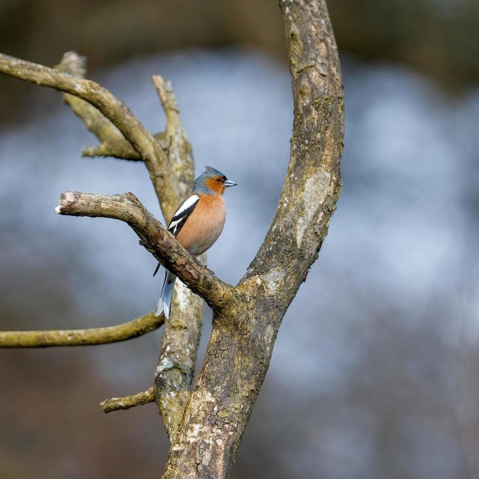 Chaffinch perched on a branch in springtime photo