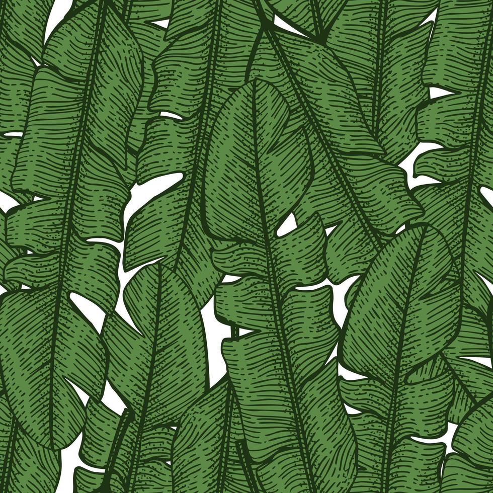 Tropical banana leaf seamless pattern. Jungle leaves background. vector