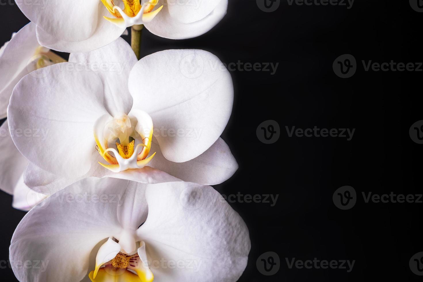 flores de orquídeas phalaenopsis blancas sobre fondo negro foto