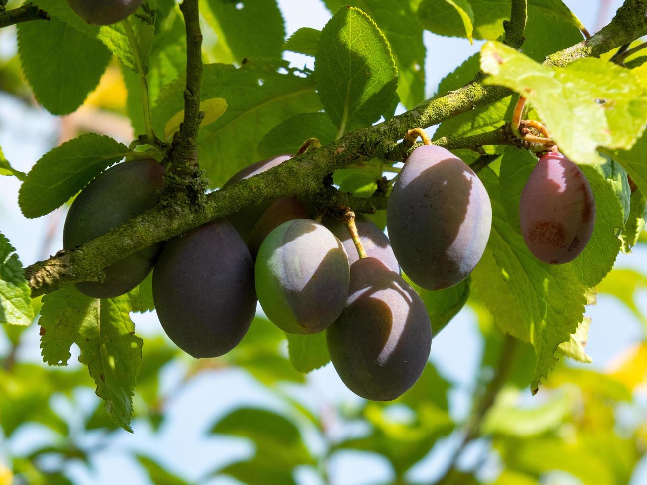 Bunch of Plums ripening in the sunshine photo