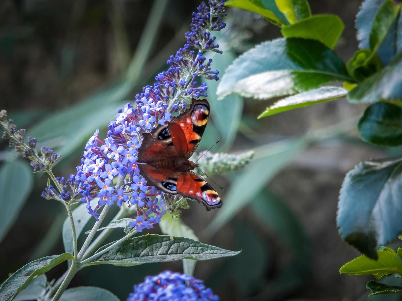 European Peacock butterfly feeding on Buddleia blossom photo