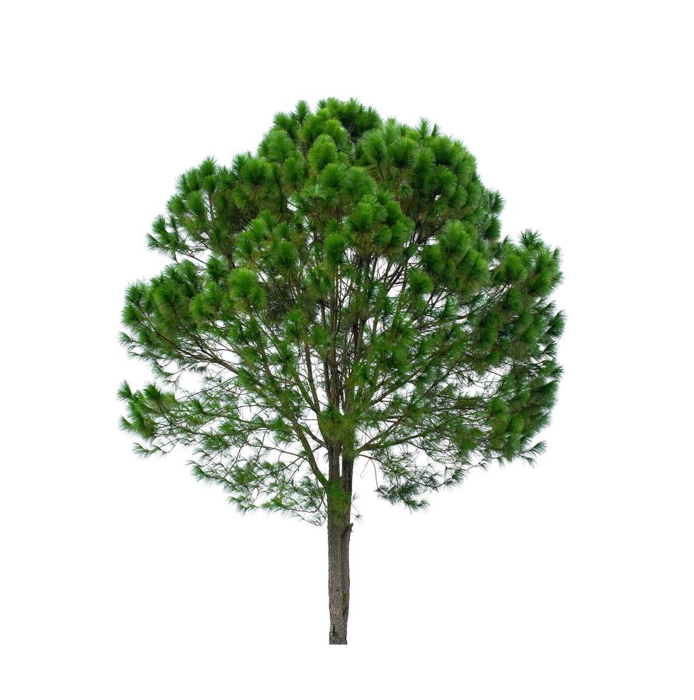 Isolated tree on white background photo