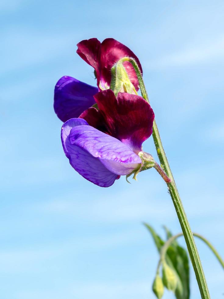 Multicoloured Sweet Pea Flower photo