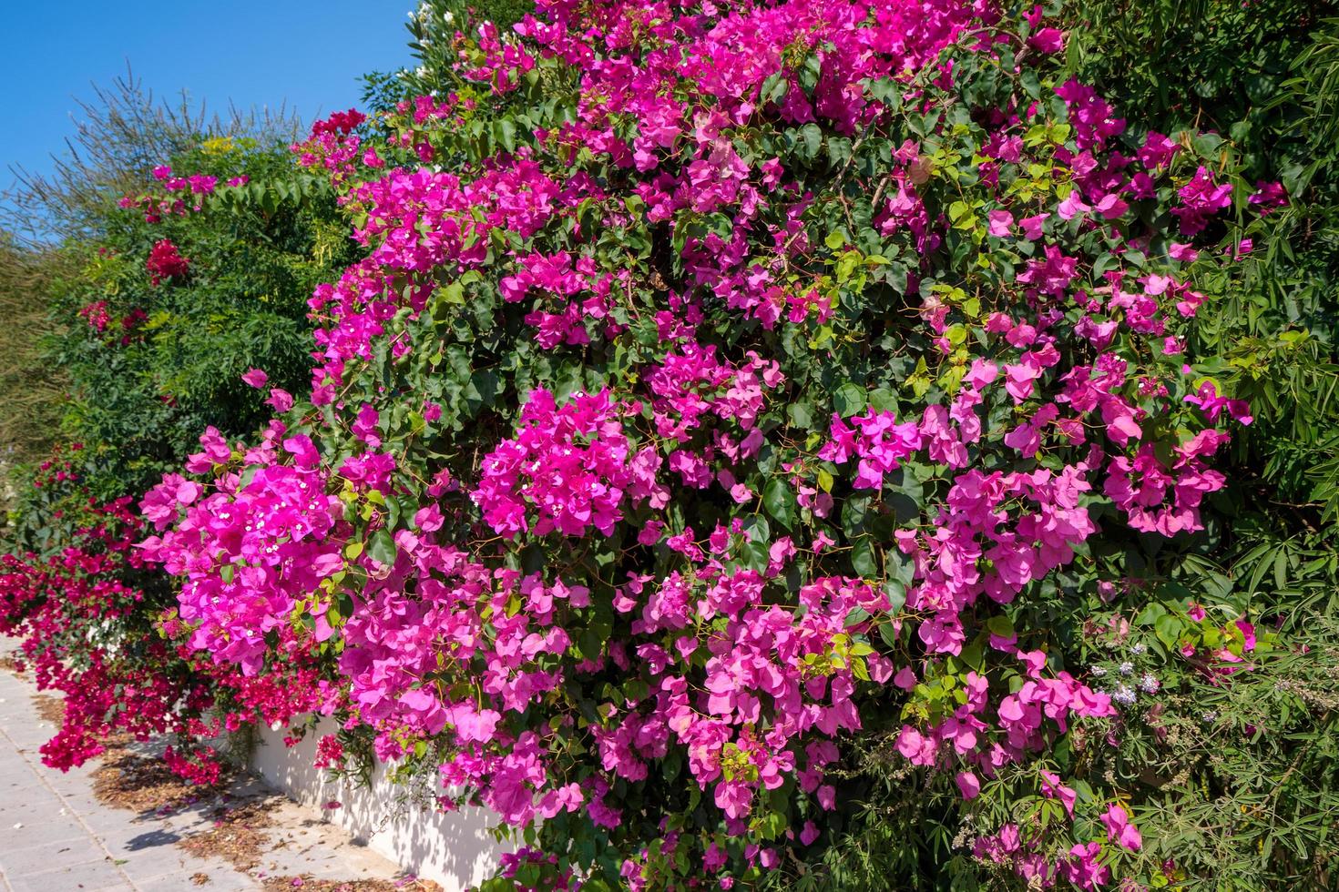 A large Bougainvillea shrub flowering profusely in Cyprus photo