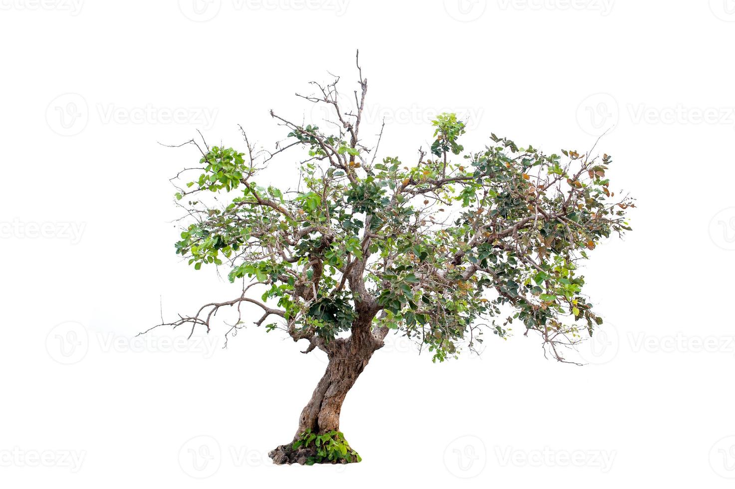 Beautiful tree on a white background Natural concept photo