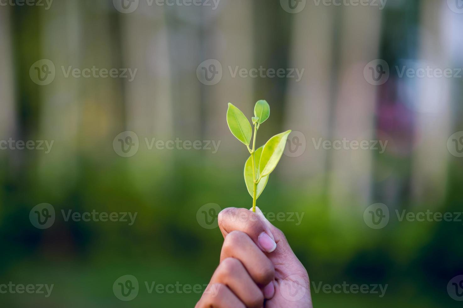 manos y hojas verdes hermoso pico frondoso verde foto