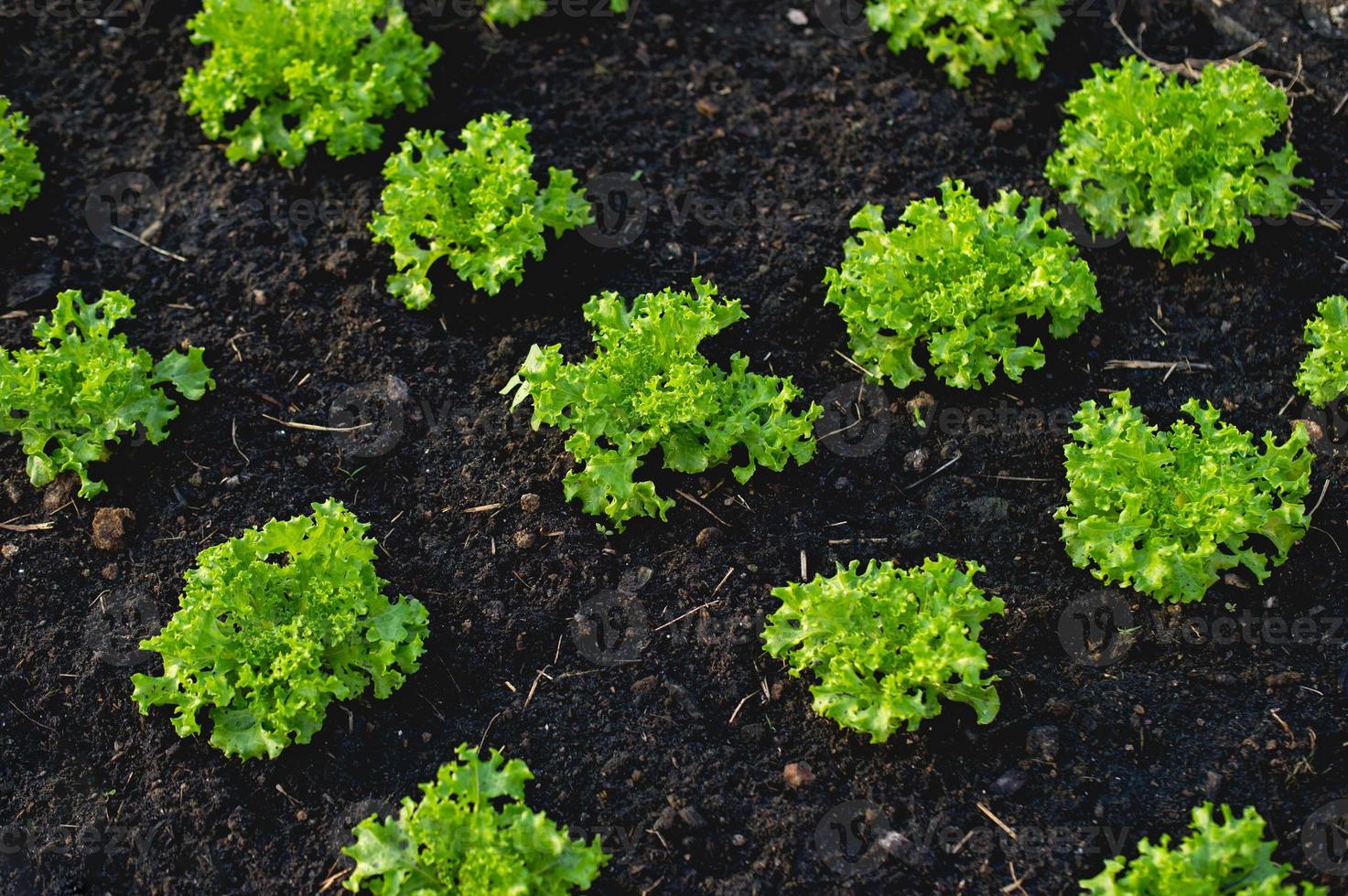 Vegetable garden from farmers without farmers Concept of vegetable garden,kitchen and non-toxic food photo