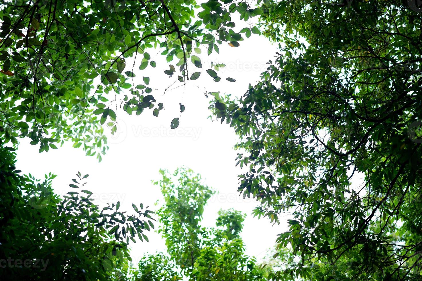 árboles y hojas verdes fértiles hay una luz que brilla en el hermoso concepto natural. foto