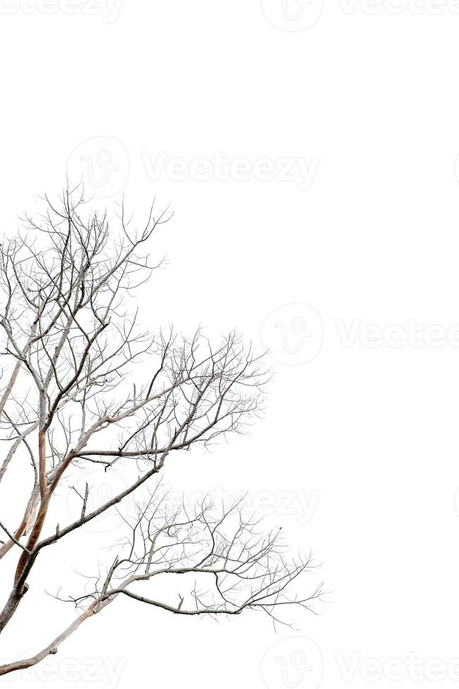 Dry twigs, dry trees on a white background Object concept photo